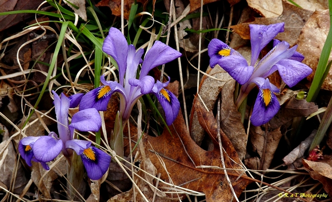 {Iris verna var. smalliana}